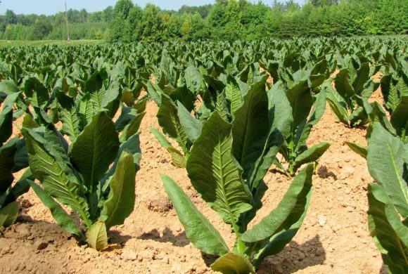 "Rows of Tobacco" by David Hoffman '41 is marked with CC BY-NC-SA 2.0. 